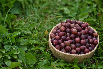 Red gooseberry berries on the wicker basket. Healthy food concept. Fresh ripe goosebberies in the wicker bowl on green grass. Copy space.