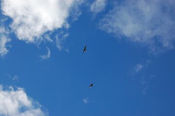 Seagulls fly against a blue sky and white clouds on a summer day.