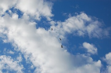 Seagulls fly against a blue sky and white clouds on a summer day.