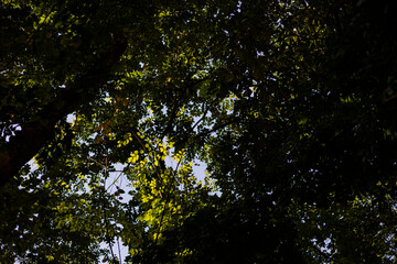 Shade Under Big Tree Leaves