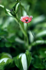 Small red poppy on green blurred background.