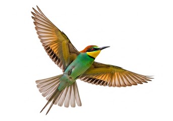 Fototapeta premium Isolated Golden Bee-eater on white background