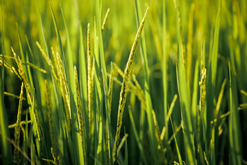 Obraz premium Rice stalks begin to form grains, promising a bountiful harvest.