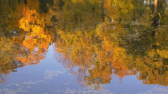 Autumn foliage reflects beautifully on tranquil water surface, showcasing vibrant colors, camera pans across serene landscape scene 