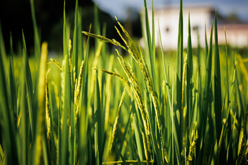Obraz premium Rice stalks begin to form grains, promising a bountiful harvest.