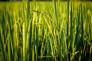 Obraz premium Rice stalks begin to form grains, promising a bountiful harvest.