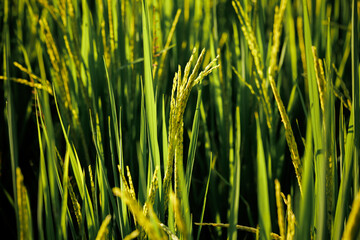 The rice panicles are just beginning to fill, promising future sustenance.