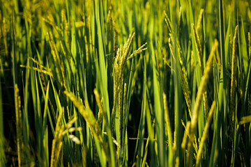 The rice panicles are just beginning to fill, promising future sustenance.