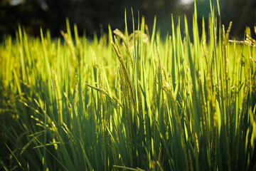 Rice fields fully panicle, signifying the forthcoming bountiful harvest.