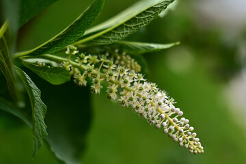 Indian Poke. Phytolacca acinosa in the garden. Traditional medicine plants. Phytolacca blooming in June. 