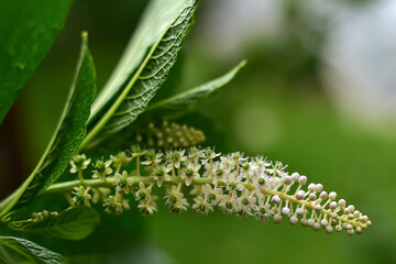 Indian Poke. Phytolacca acinosa in the garden. Traditional medicine plants. Phytolacca blooming in June. 