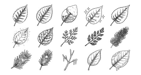 Hand-drawn detailed leaf collection in black and white