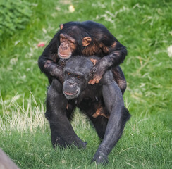 Captive animals in a wildlife park 