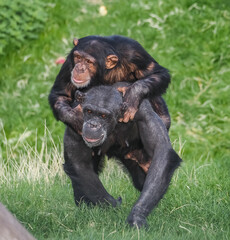 Captive animals in a wildlife park 