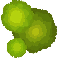 Top View Of Three Lush Green Trees With Layered Leafy Canopies Against A White Background Isolated.