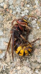 Dead European hornet lying on rough stone surface
