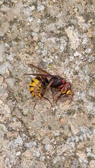 Dead European hornet lying upside down on concrete ground