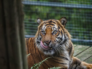 Captive animals in a wildlife park 
