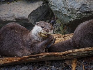 Obraz premium Captive animals in a wildlife park 