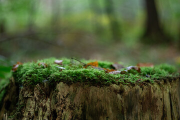 Natural tree stump podium with green moss and blurred background