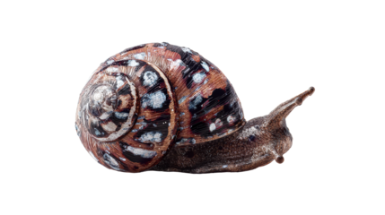 Detailed Snail Shell Texture with Natural Swirls and Drops, cut out transparent