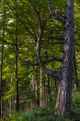 Fotowalk - Sankt Georgen im Attergau