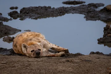 Selbstklebende Fototapeten Hyäne hyena has eaten too much  © Carel