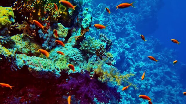 Colorful coral reef ecosystem filled with tropical reefchaser anthias fish and sunlight reflections underwater