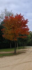 autumn in the park