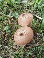 mushroom in the grass