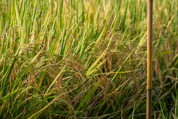 gricultural Beauty and Harvest Readiness