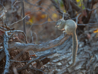 squirrel on a tree
