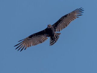 Fototapeta premium brown snake eagle