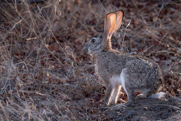 rabbit in the woods