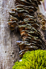 Fotowalk - Sound of Music Trail Werfen