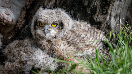 great grey owl