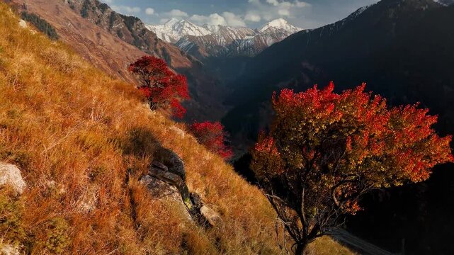 Aerial view panorama of yellow autumn forest in Almaty