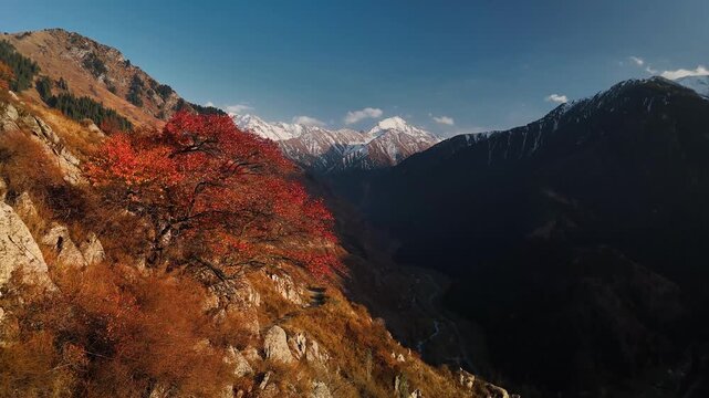 Aerial view panorama of yellow autumn forest in Almaty