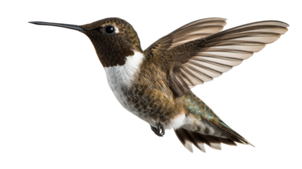 Hummingbird with wings spread hovering in mid-air, cut out transparent