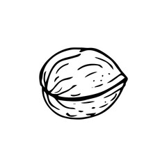 Walnut thin black lines on a white background - Vector illustration