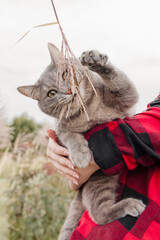 Gray Tabby Cat Playing with Dried Plant in Owner's Arms