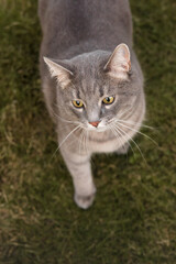 Gray Tabby Cat Standing on Green Grass