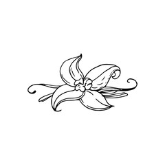 Vanilla flower thin black lines on a white background - Vector illustration