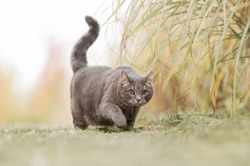  Gray Tabby Cat Running Through Grass with Ornamental Backdrop