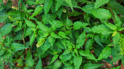 Lush green shrub with small buds, dense foliage nature background