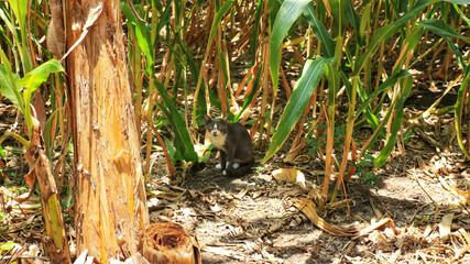 Cat in cornfield under dappled light, curious feline in rural farm setting