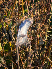 Close-up of a spider in its web among dried-up plants, illuminated by the sun.