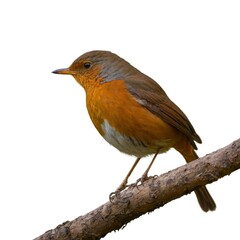 Fototapeta premium robin on white background