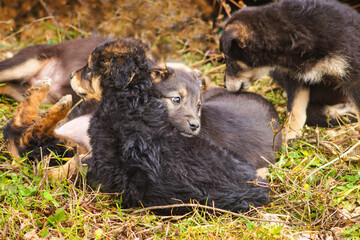 Fototapeta premium Litter of stray puppies