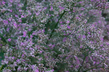 Closeup of small pink flowers